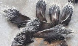 豪猪最新爆料3.0版本下载,揭秘全新功能与升级亮点