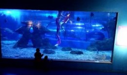 长沙美人鱼爆料视频最新,神秘水下生物真实面目曝光